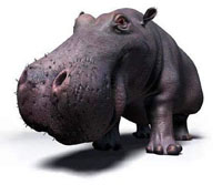 Hippo